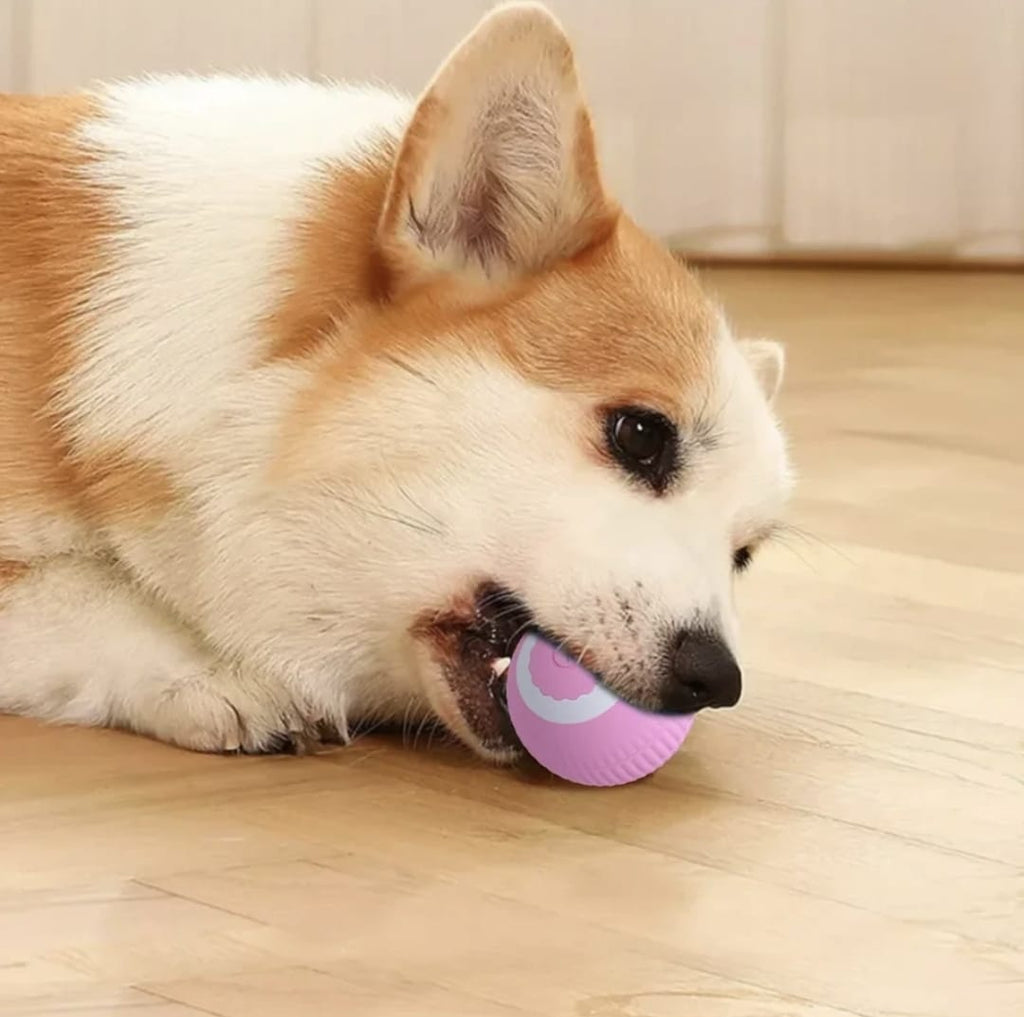 Dos pelotas interactivas para tu mascota