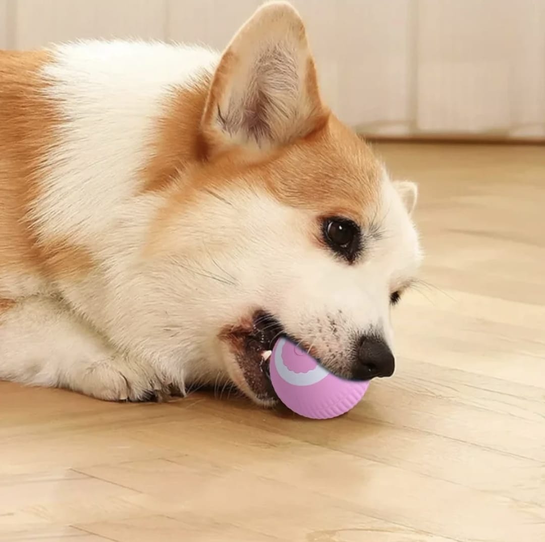 Dos pelotas interactivas para tu mascota